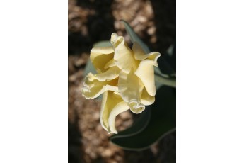 YELLOW CROWN